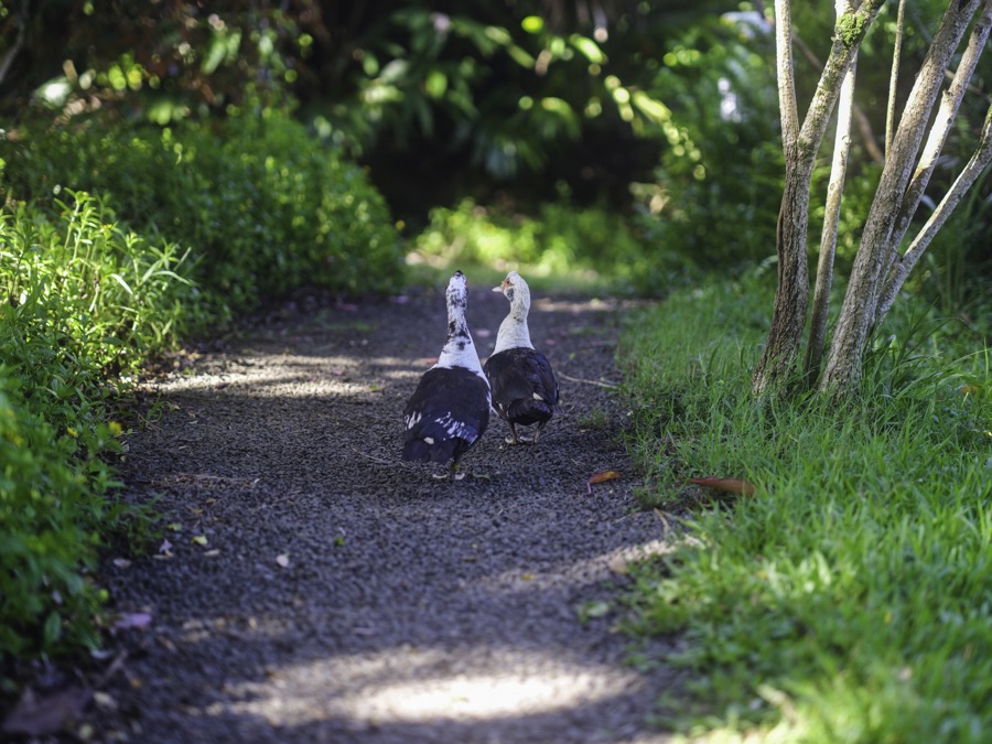 Couple of duck strolling the farm walkways