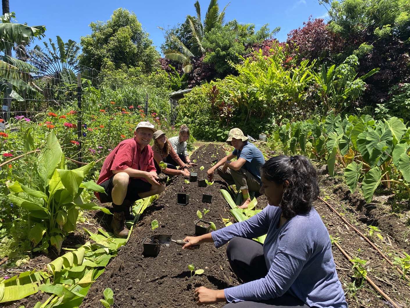 Hale Akua's Farm Manager & interns planting a row of peppers