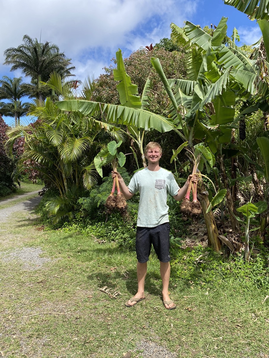 Farm Manager Joe at Hale Akua organic farm with fresh taro harvest