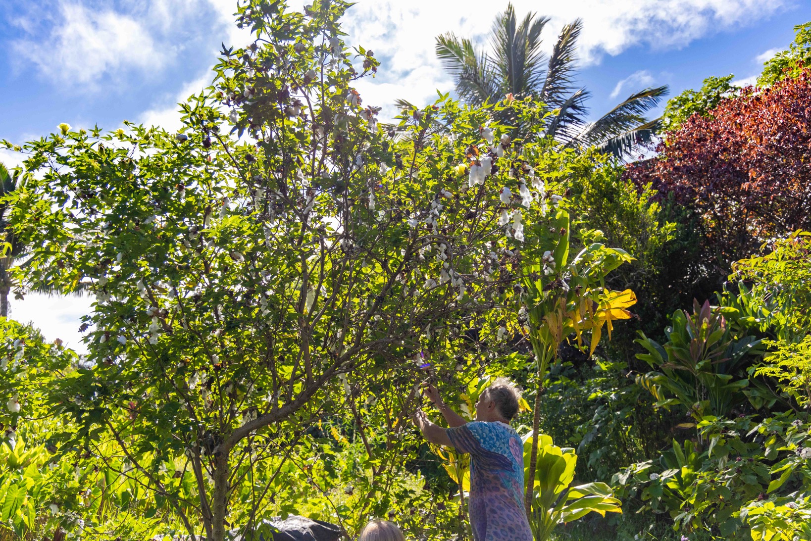 Farm worker harvesting cotton from a cotton tree at the farm