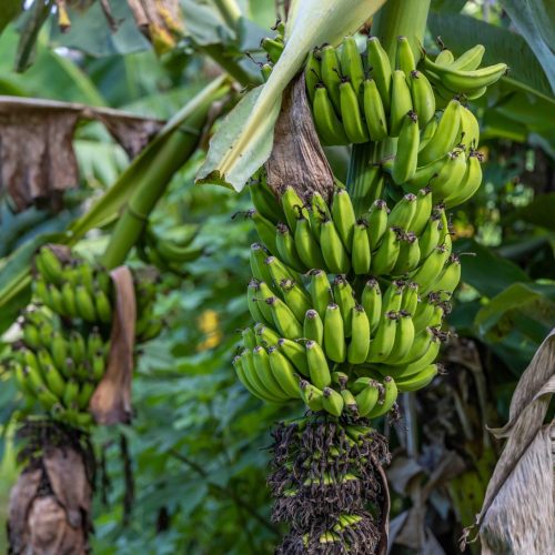 Two big and beautiful stack of Apple bananas